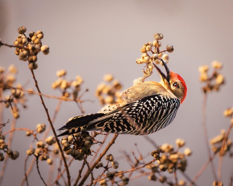 Woodpecker