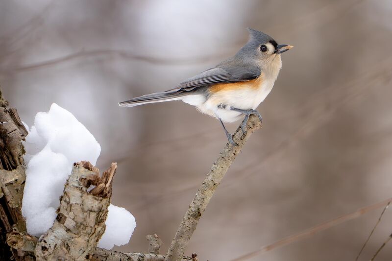 Titmouse