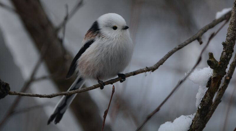 Long-tailed tits