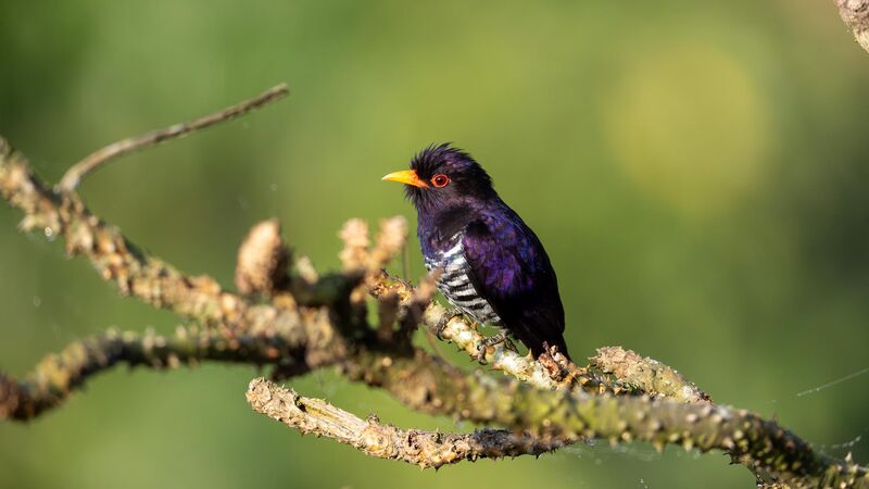 The Violet Cuckoo (Chrysococcyx Xanthorhynchus)