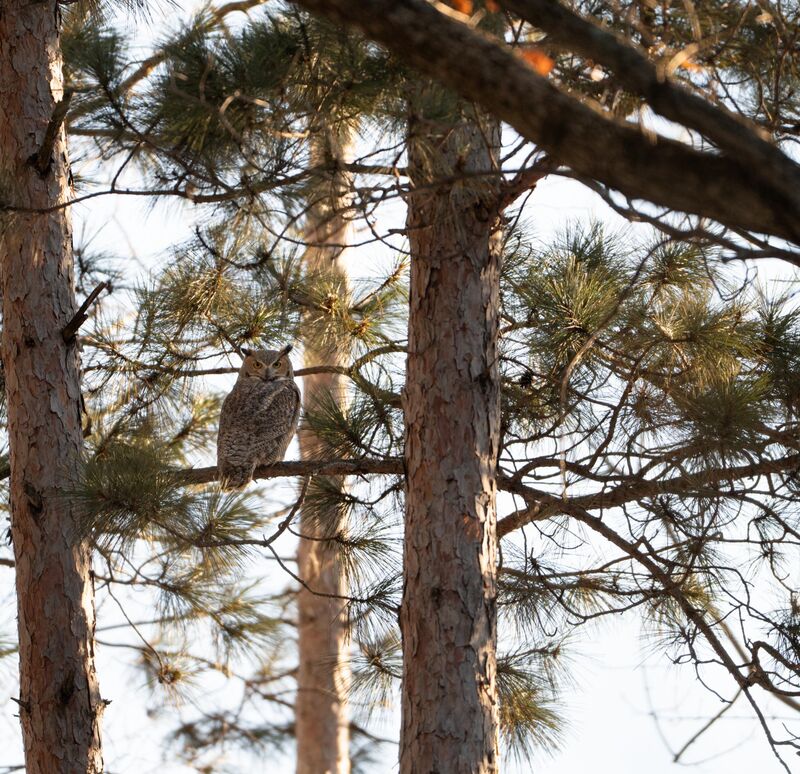 Great Horned Owl (SE Wisconsin)