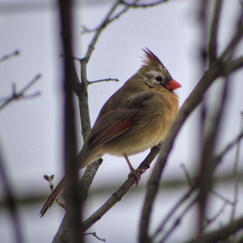 A female cardinal with a little leucism. Minnesota