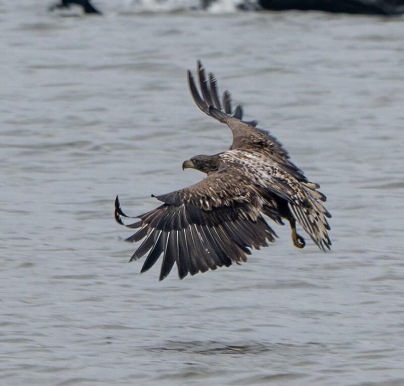 Sea eagle at the Oostvaardersplassen