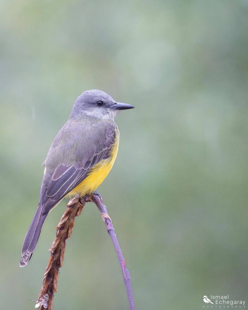 Tropical Kingbird at Gocta Lodge, Amazonas 🇵🇪