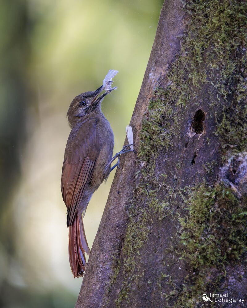 Plain-brown Woodcreeper at Sachatamia Lodge 🇪🇨