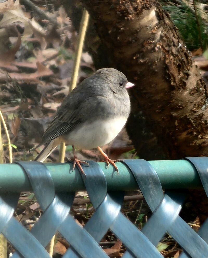 Dark Eyed Junco wishing everyone a Merry Christmas ♥️🎄