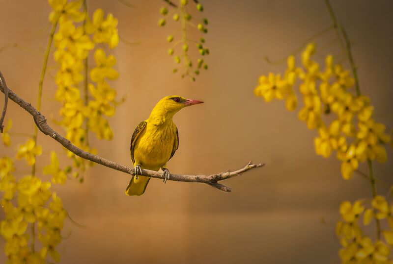 Christmas greetings from a Golden Oriole