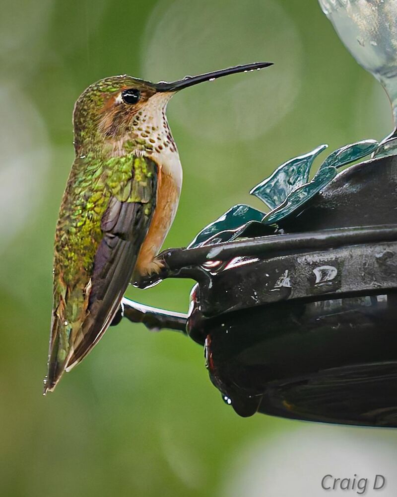 Allen’s Hummingbird in the rain [oc]