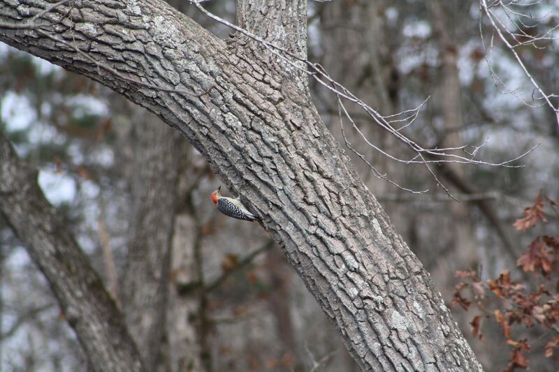 Red-Bellied Woodpecker - North Georgia