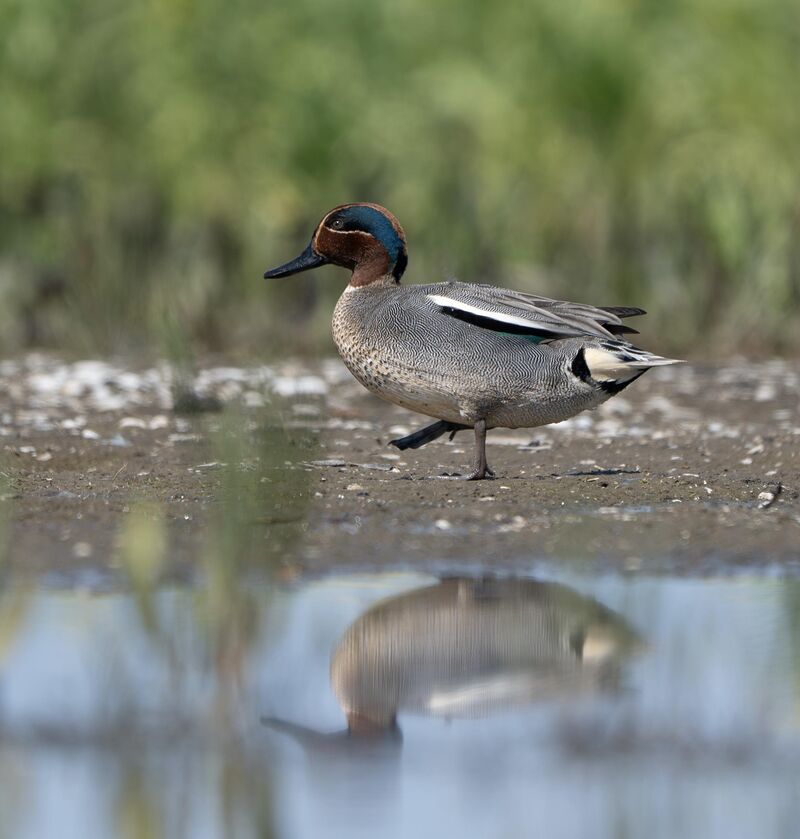 Eurasian teal on the Markerwadden islands