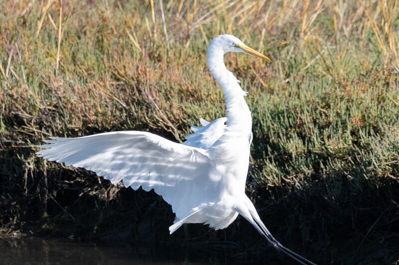 Great egret coming in for a landing