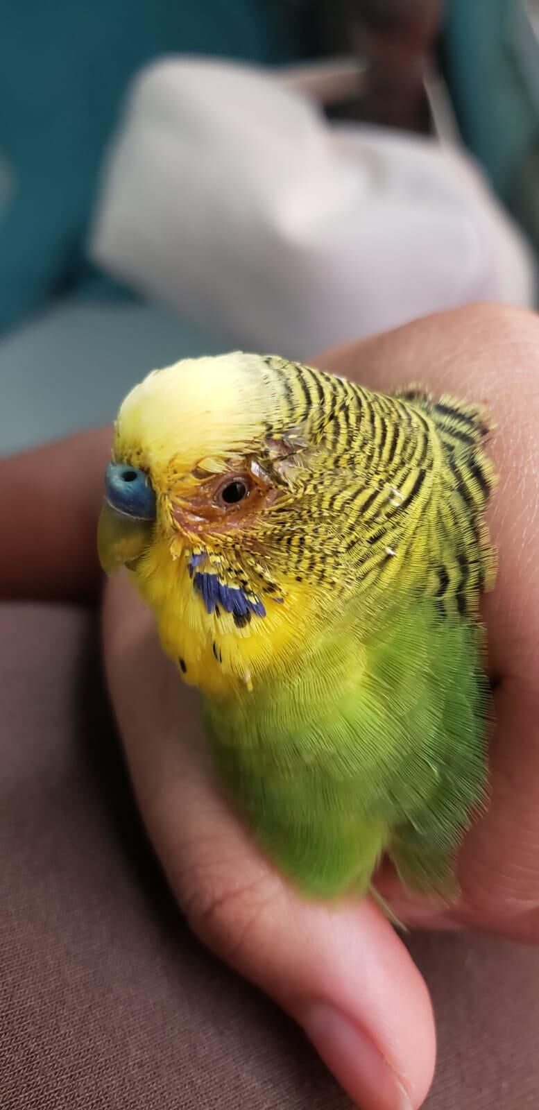 I need help with my parakeet