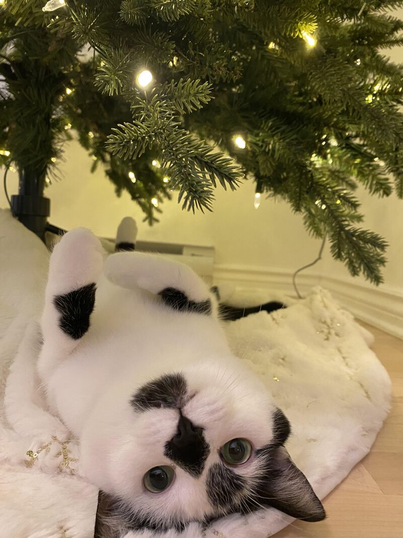 Meowy Christmas 🎅🎄