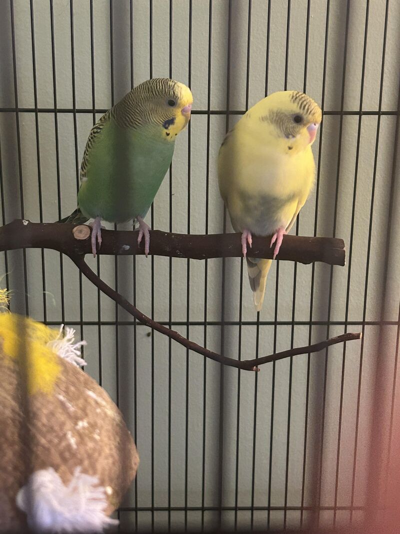 What gender are my two new birbs? Green is Meadow, yellow is Sky