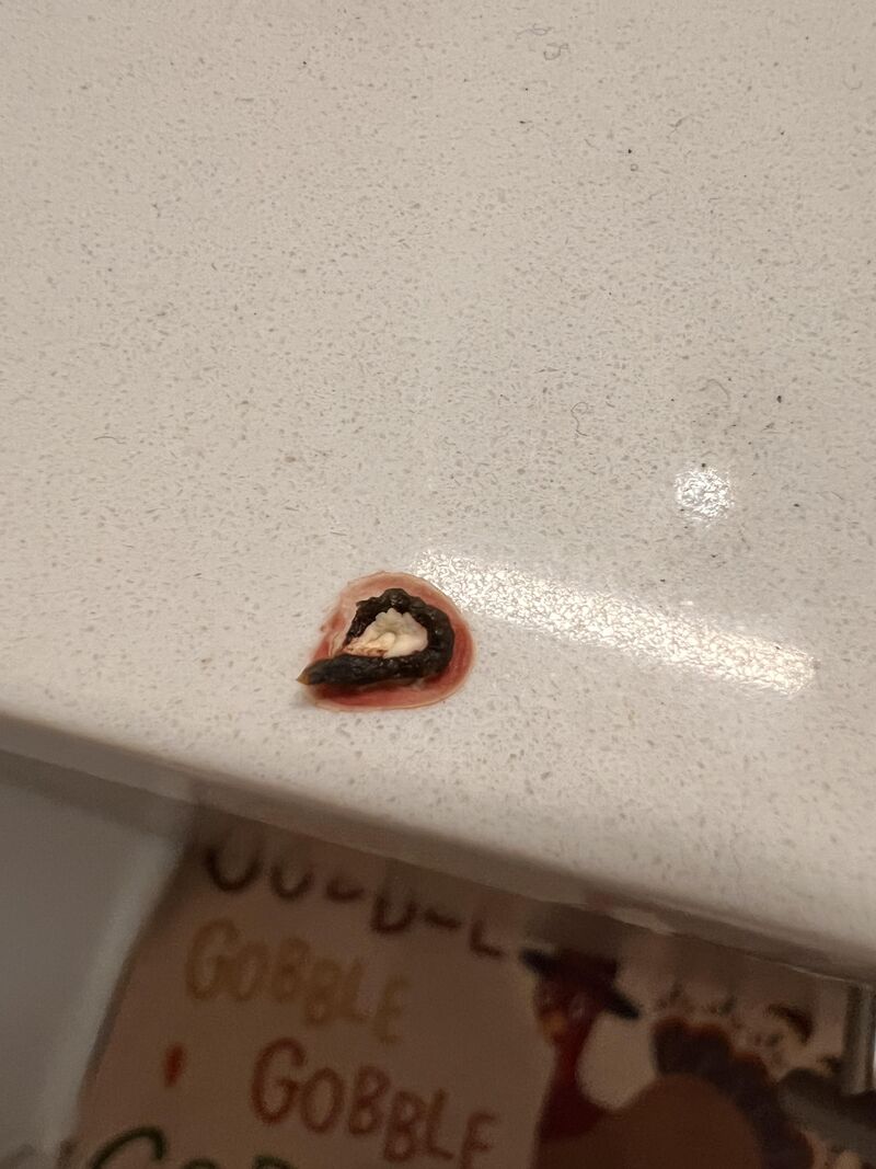 Parakeet laid first egg but noticed what looks like blood in her droppings today. Need advice please