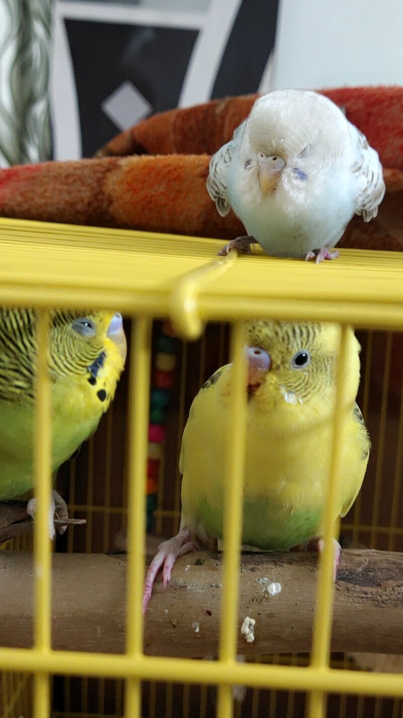 Budgie flew into the mirror (urgent)