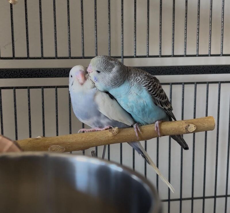 (Old photo) Dusty and Zucchini update pt. 6