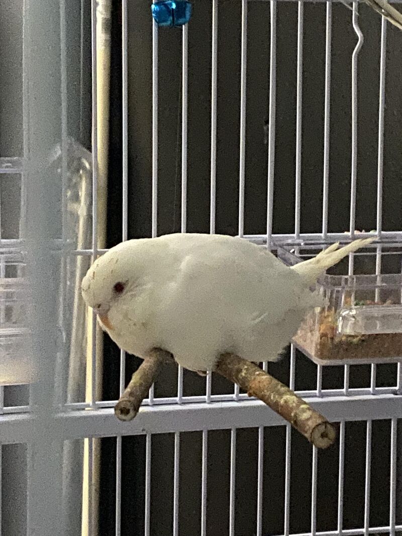 Birb loaf