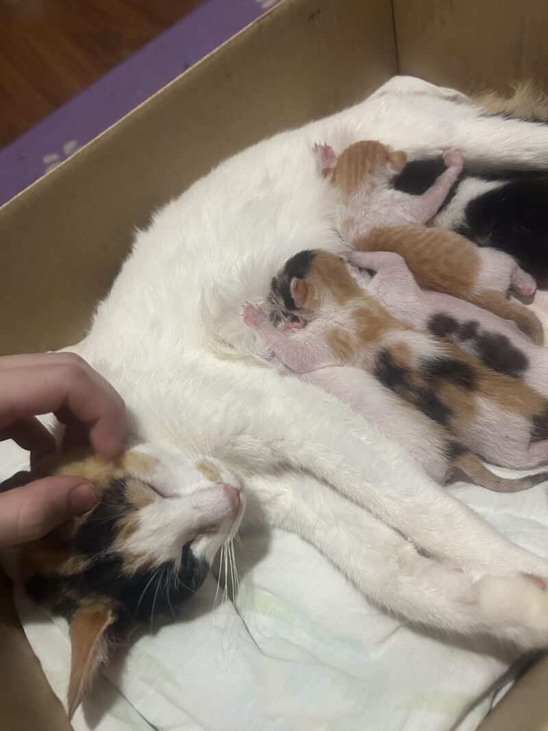 Update on Christmas rescues. Mama trusts me. ❤️