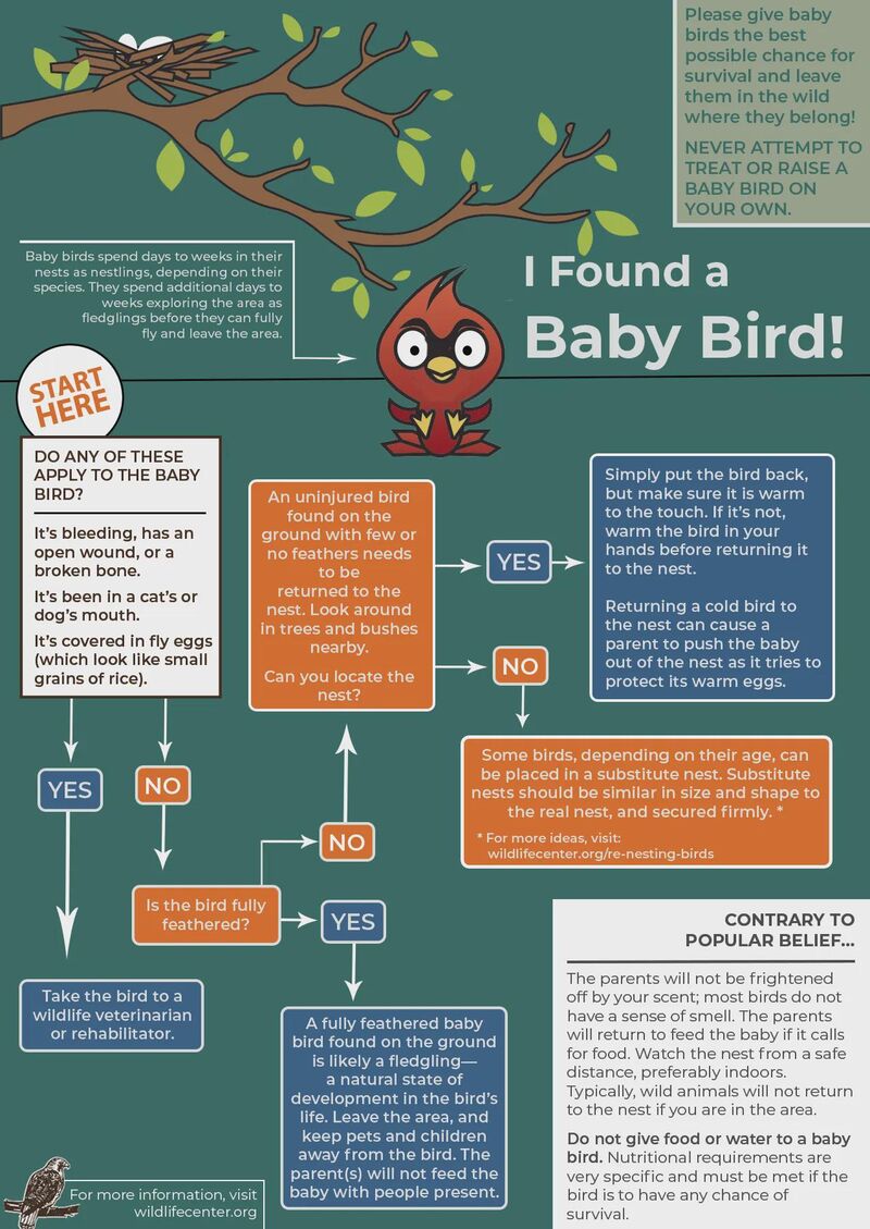 Reminder: No nestling/fledgling/injured bird questions. Talk to a rehabber when in doubt!