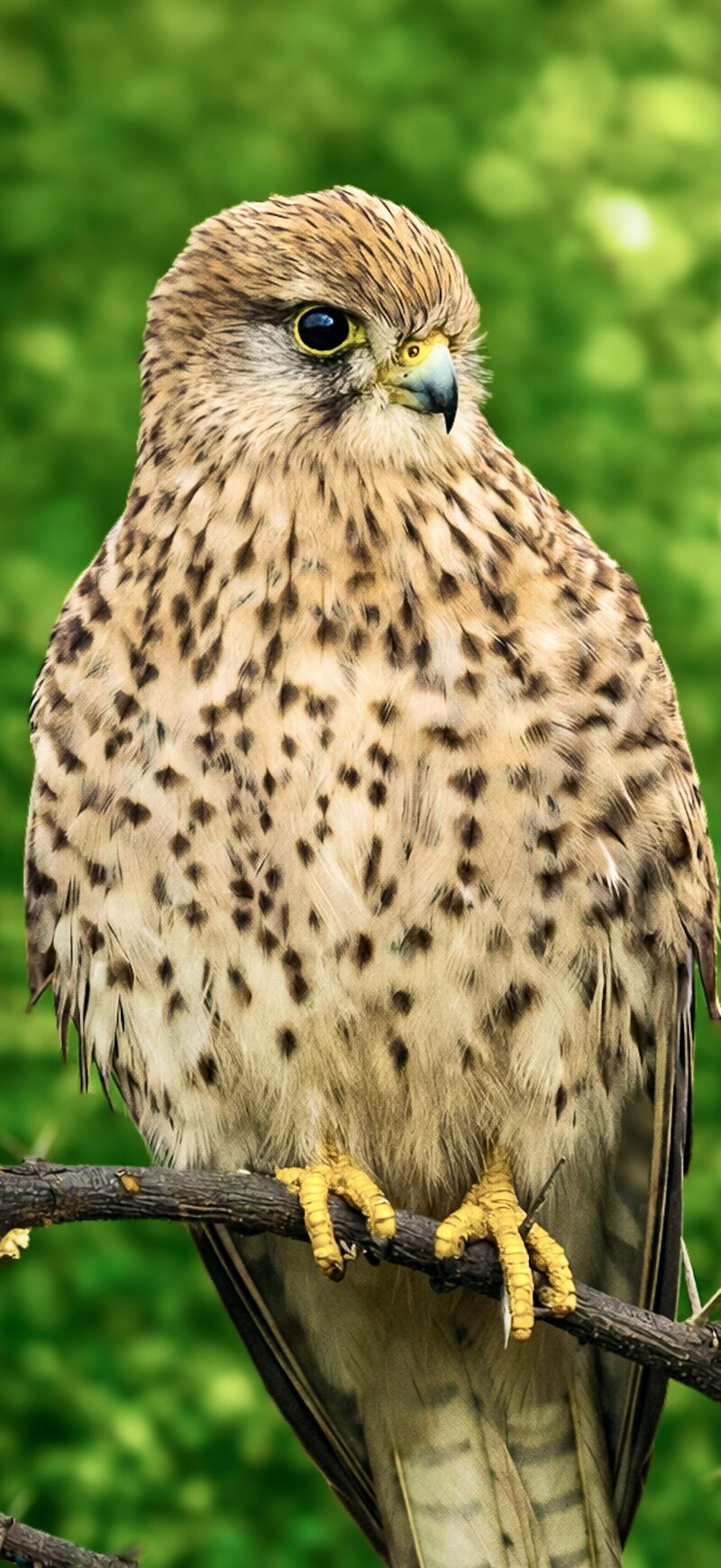 Kestrel Up Close