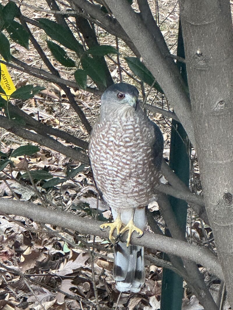 Peregrine Falcon? (ID)
