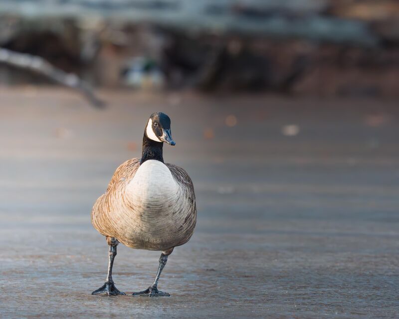 Canada Goose on the ice