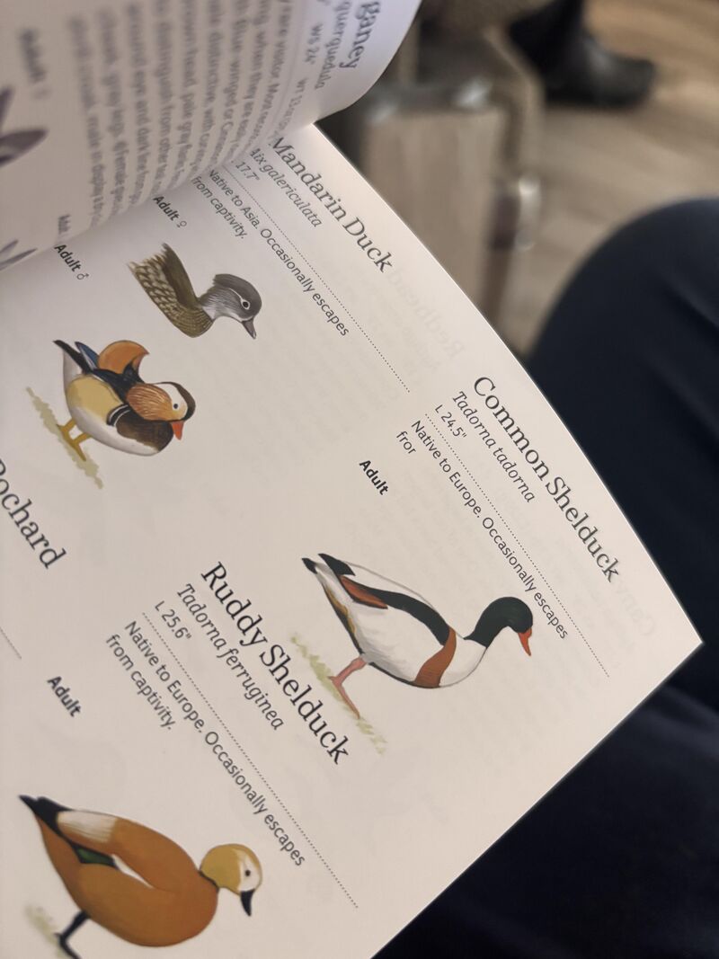 Is my Sibleys a misprint? Merry Christmas!