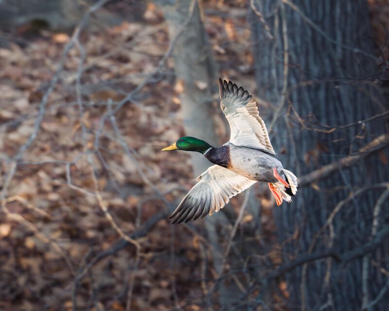Flying Mallard