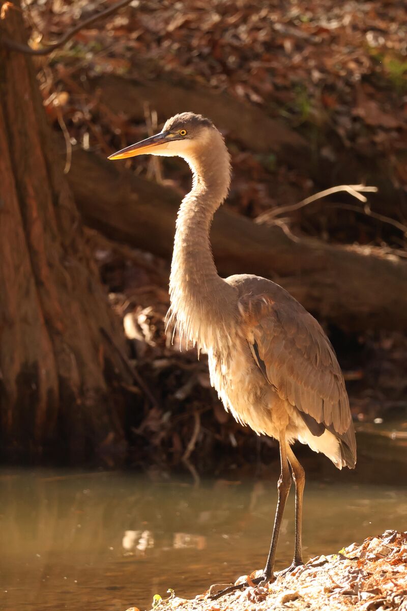 Great Blue Heron getting some sun