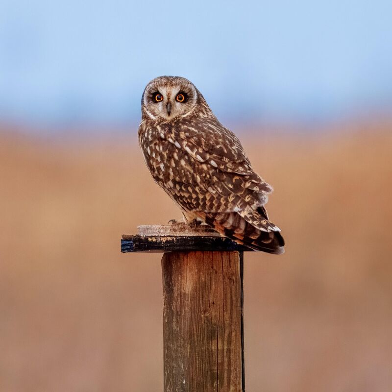 Went to do a little birding this lovely Christmas morning, and found this Short-eared Owl taking a break from hunting. Definitely made my day. Merry Christmas every one!