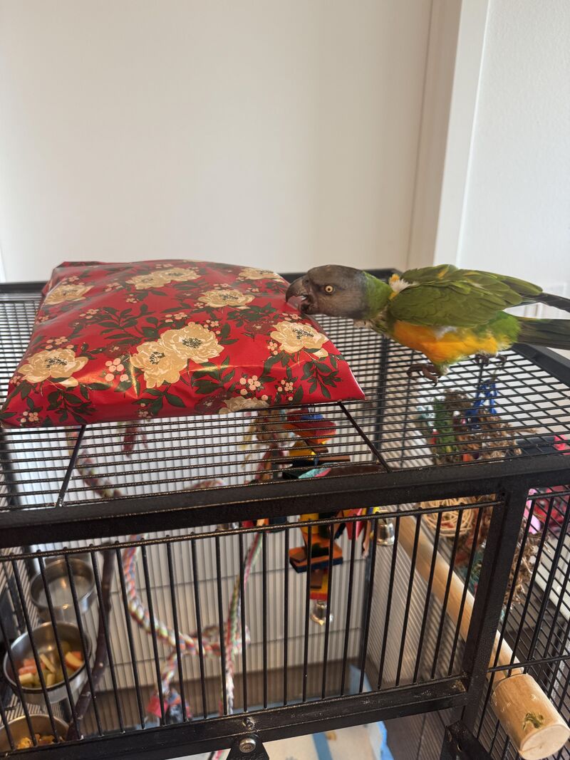 Merry Christmas 🎄🎁