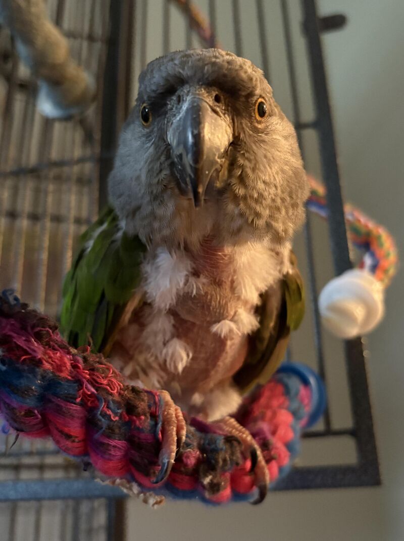 My partridge in a pear tree.