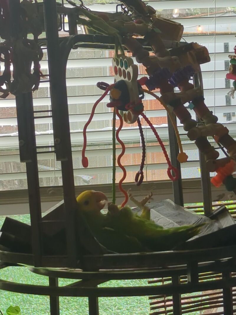 My morning company loves to hangout