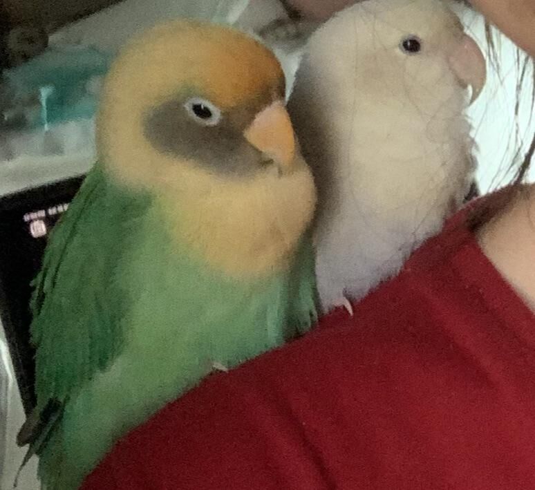 My lovebirds are deathly afraid of their bird cage cover. How do I make them more comfortable with it?