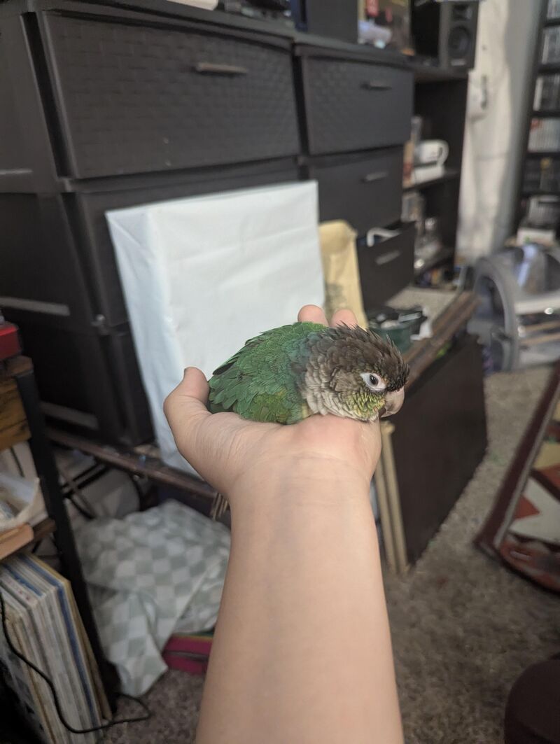 How do I stop my green cheek from being super aggressive to my holiday guests?