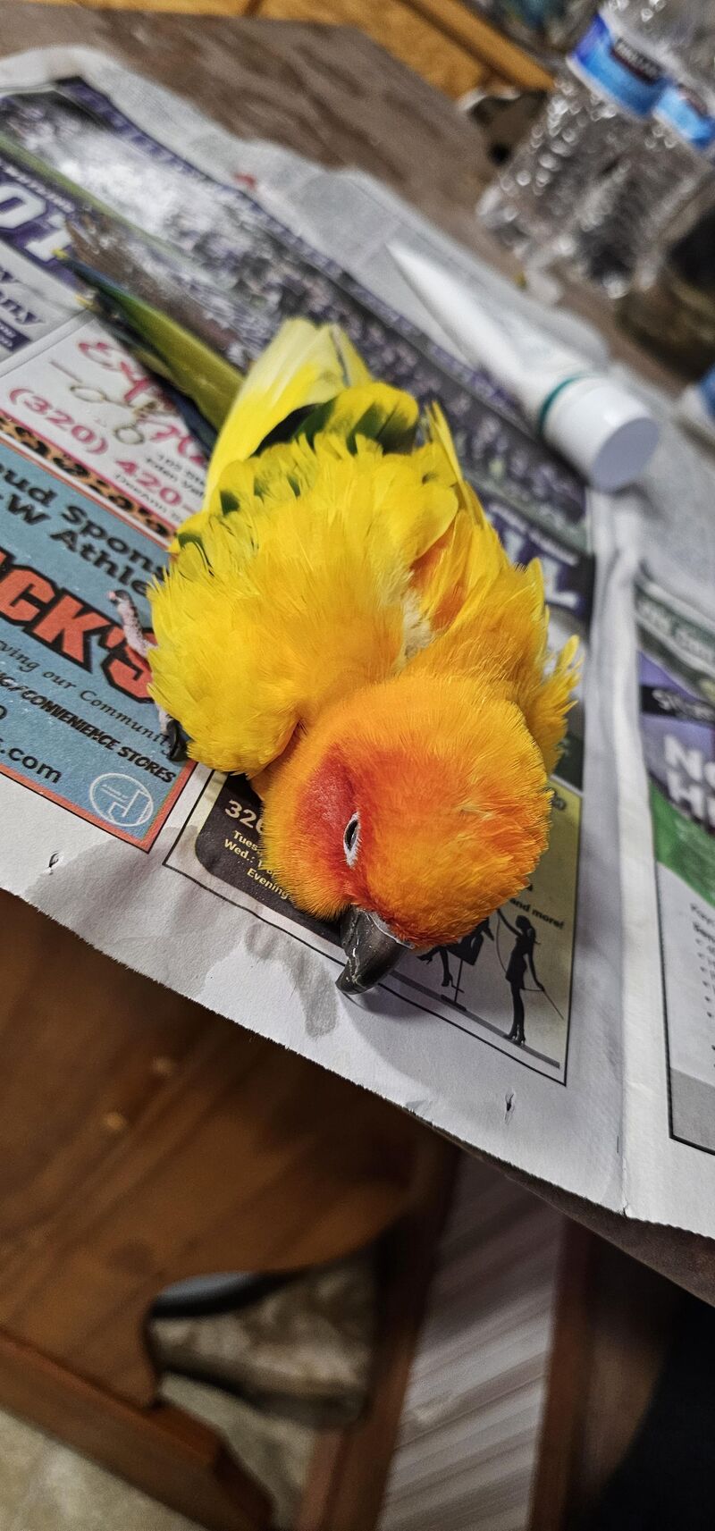 Whats wrong with our bird?