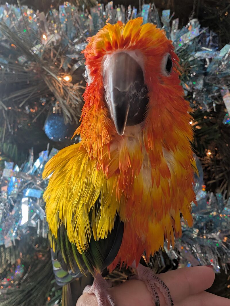 Wet Chicken (Christmas) Wednesday!