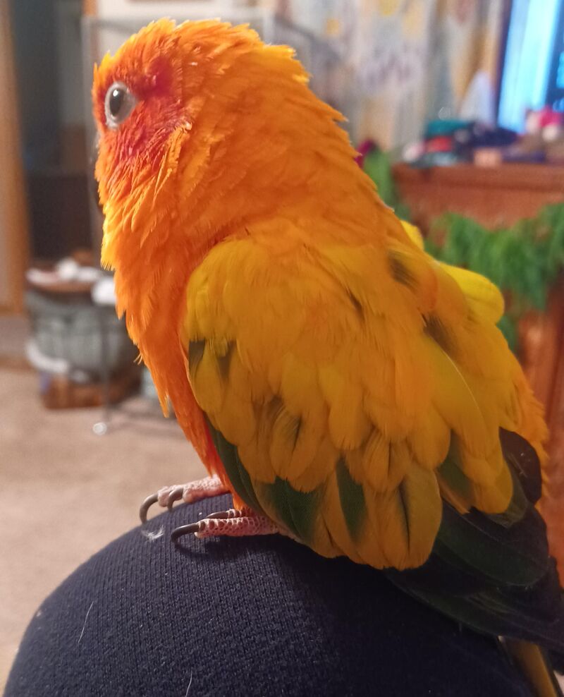 Help with bird going after other animals