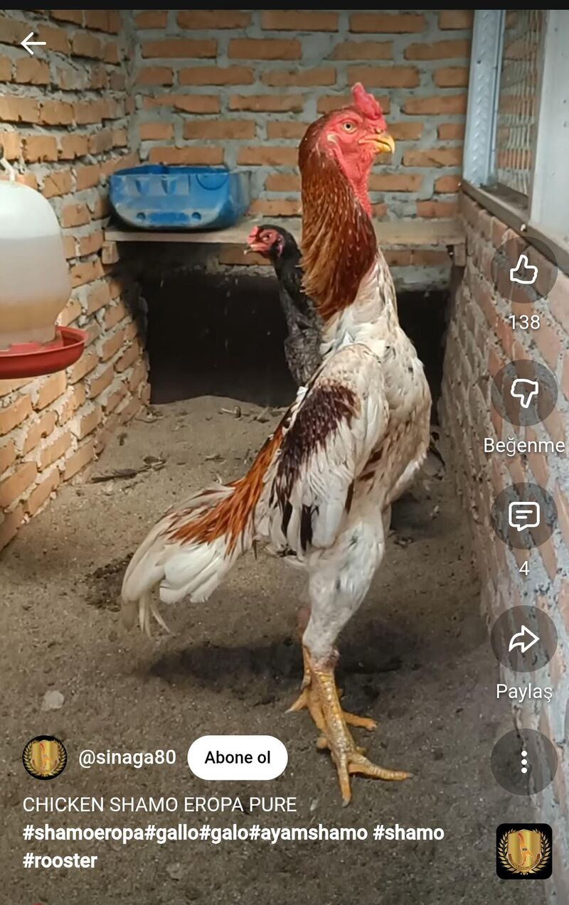 Guys, they evolving to walk upright