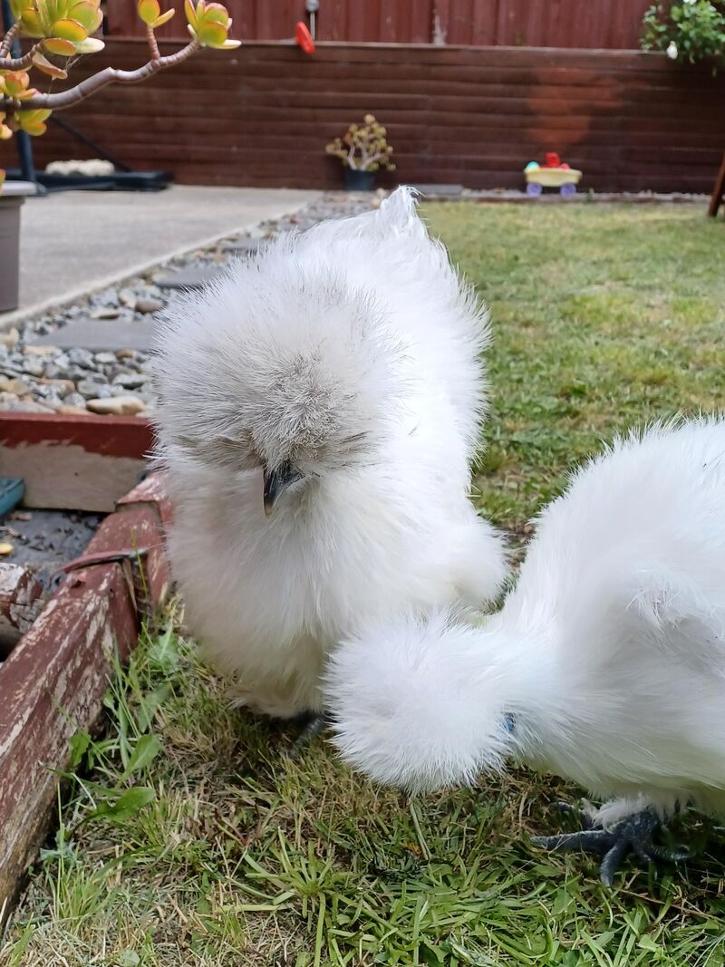 Day 1 of looking after Able and Chippy