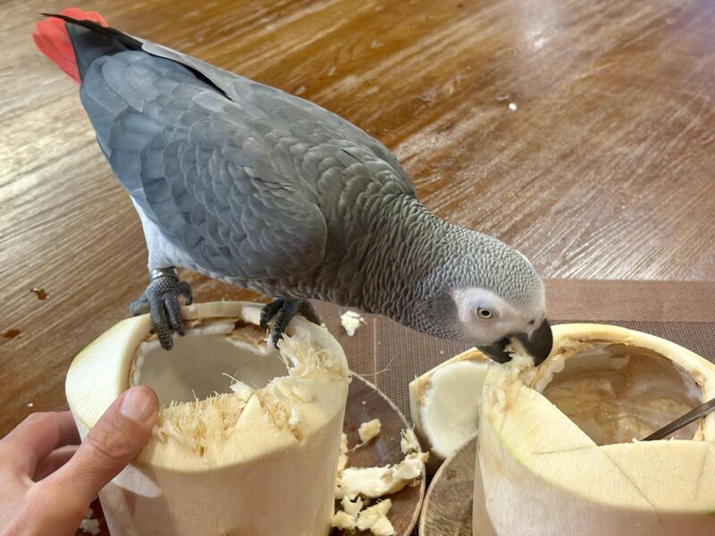 When life gives you coconuts.. drink them, and then give the husks to your Parrot.