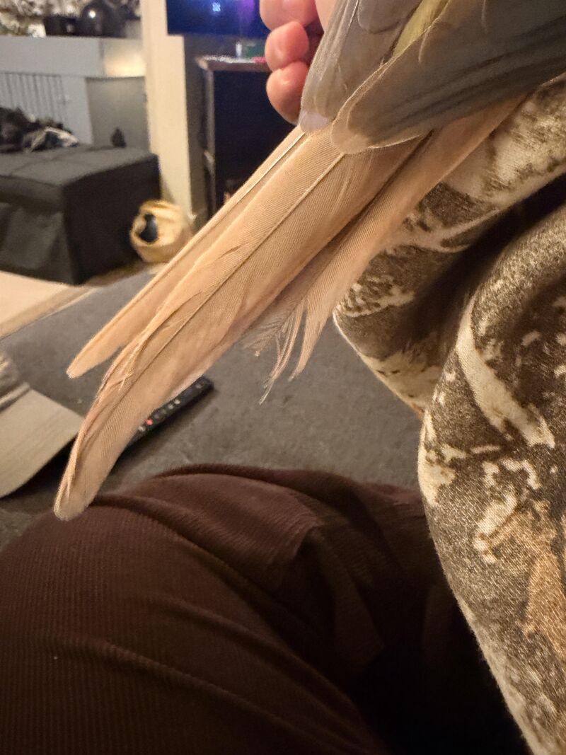 Is his tail feather broken?