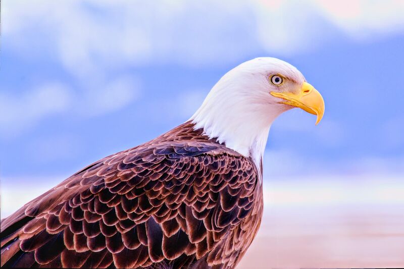 (not juvenile) Bald Eagle