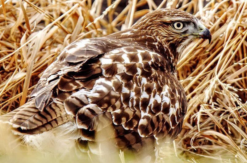 (Montana) Red-tailed Hawk