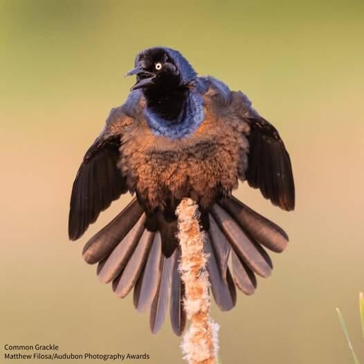 Common Grackle (Quiscalus quiscula), male, GETTIN PUFFED OUT!!!, family Icteridae, order Passeriformes, found across much of the central and eastern U.S and southern Canada