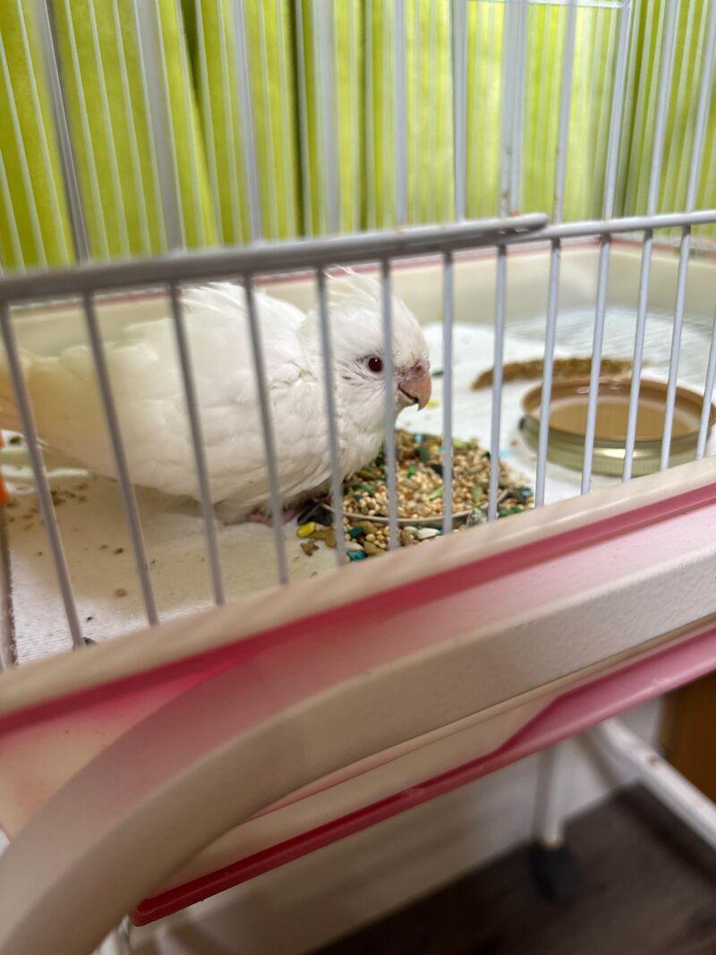 Baby doesn’t want formula