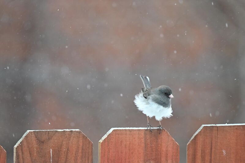 A Marilyn Monroe moment