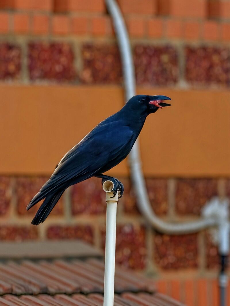 Large-billed Crow (Indian Jungle Crow) - Corvus macrorhynchos