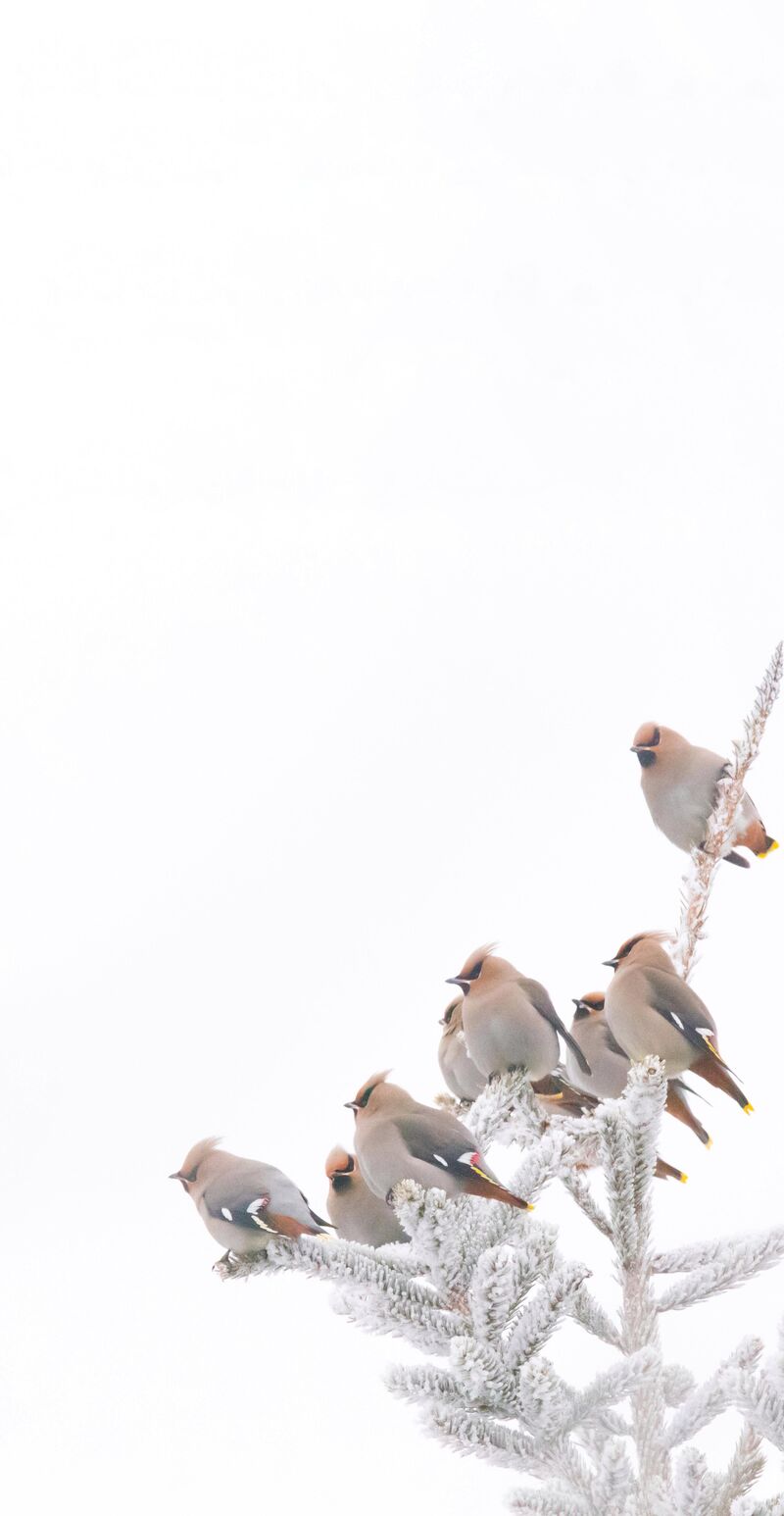 Bohemian Waxwings on a cloudy, cold day